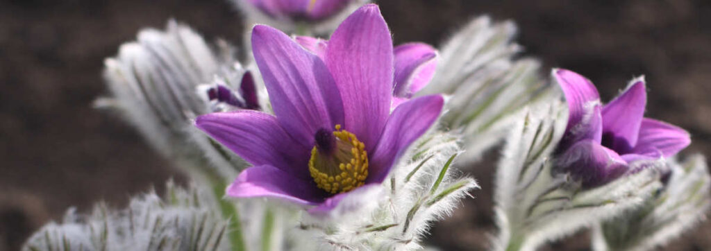 Pulsatilla Web2
